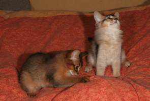 Elfie et ENS sur le lit