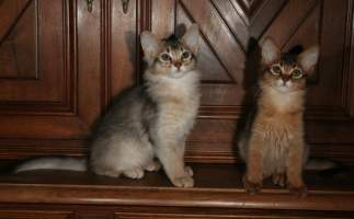 ENS et Elfie sur le buffet
