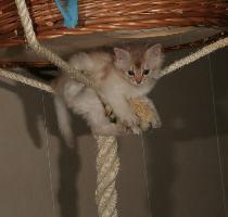 Edelweiss : j'y suis !