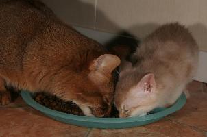 Edelweiss et Brownie