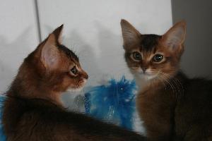 Elfie, profil et face