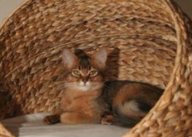 Elfie, princesse