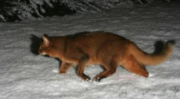 Brownie playing the fox in the snow
