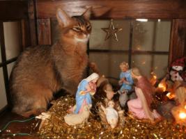 Elfie in the creche