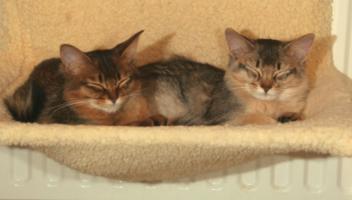 Elfie et ENS se reposent...