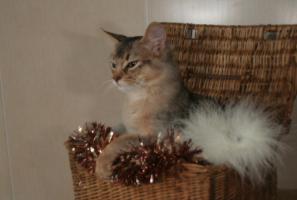 ENS et les decorations