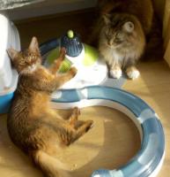 Elfie et Tequila