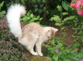 Edelweiss and her white plume