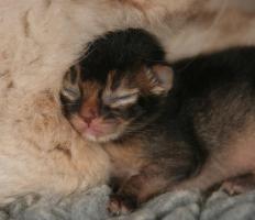 Filou, 3 days old, asleep