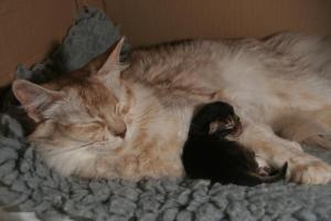 Alaska et son BB de trois jours