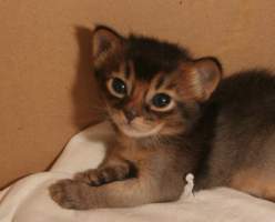 Filou, 20 jours