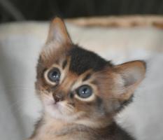 Filou, un mois