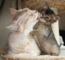 Filou et sa maman