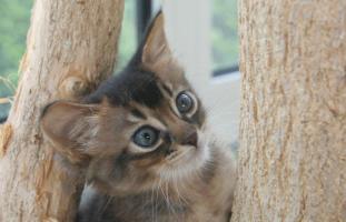 Filou grimpe dans l'arbre