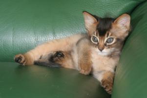 Filou se repose, 6 semaines