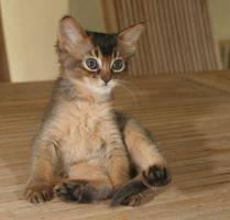 Filou se nettoie, 6 semaines