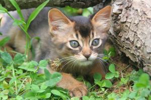 Furette chasse
