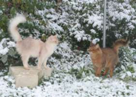 Edelweiss et Brownie