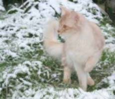 Edelweiss and the snow