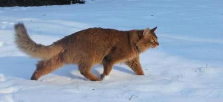 Brownie in the snow