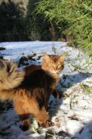 Brownie, surpris par la neige