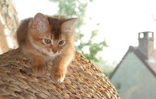 Guinness en haut de l'arbre à chat