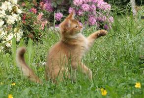 Guinness chasse les papillons