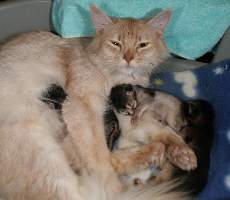 Edelweiss and her 3 kitties