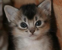 Gypsie, un mois