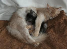 Gypsie avec maman