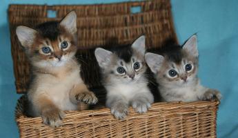 Les trois