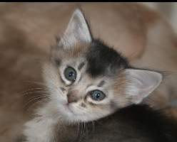 Gypsie