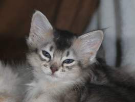 Gypsie