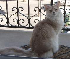 Turron sur le balcon, 9 ans