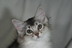 Gypsie