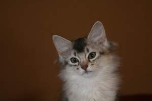 Gypsie