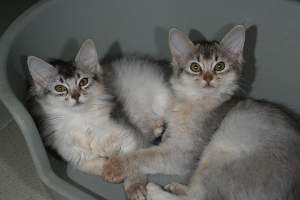 Les deux soeurs
