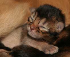 male 7 jours