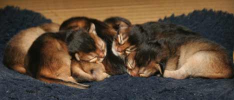 Tas de 6 chatons