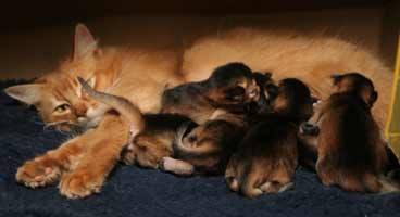 milk bar