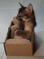 le pied !