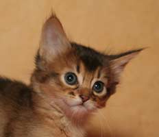 male, 5 semaines et demi