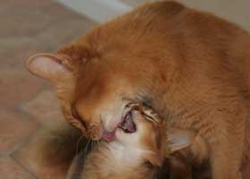 Guinness et Jemima