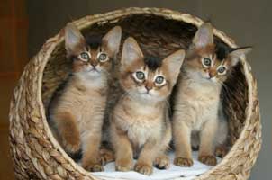 Les 3 males