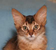 Jai-Purr