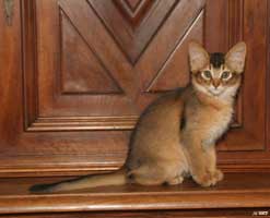 Jump-Purr
