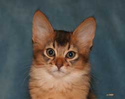 Jellicle cat
