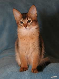 Jellicle Cat
