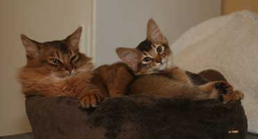 Brownie et Jump-Purr
