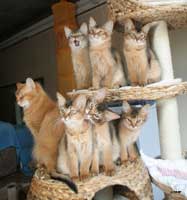 Guinness et les 6 chatons à 3 mois